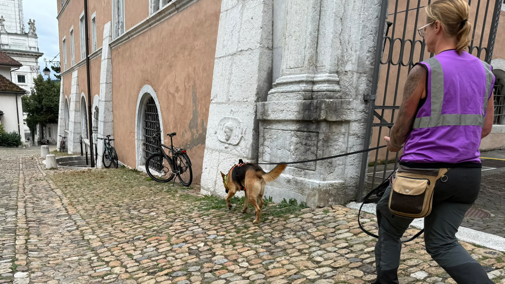 Hund folgt beim Mantrailing einer Geruchsspur durch die Altstadt