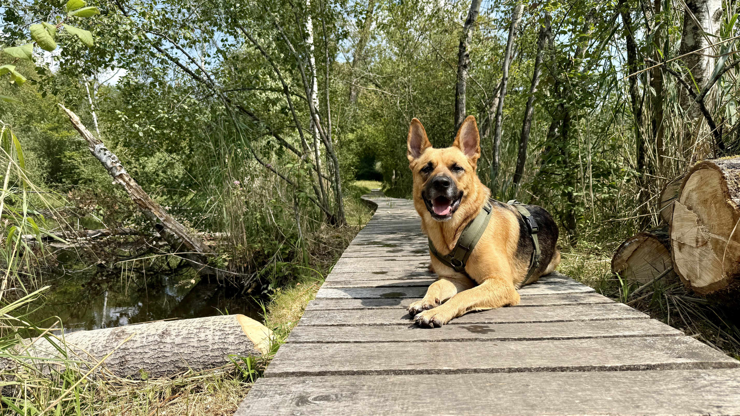 Eiven, ein Deutscher Schäferhund, liegt auf einem Holzsteg inmitten einer grünen Landschaft und blickt aufmerksam in die Kamera.