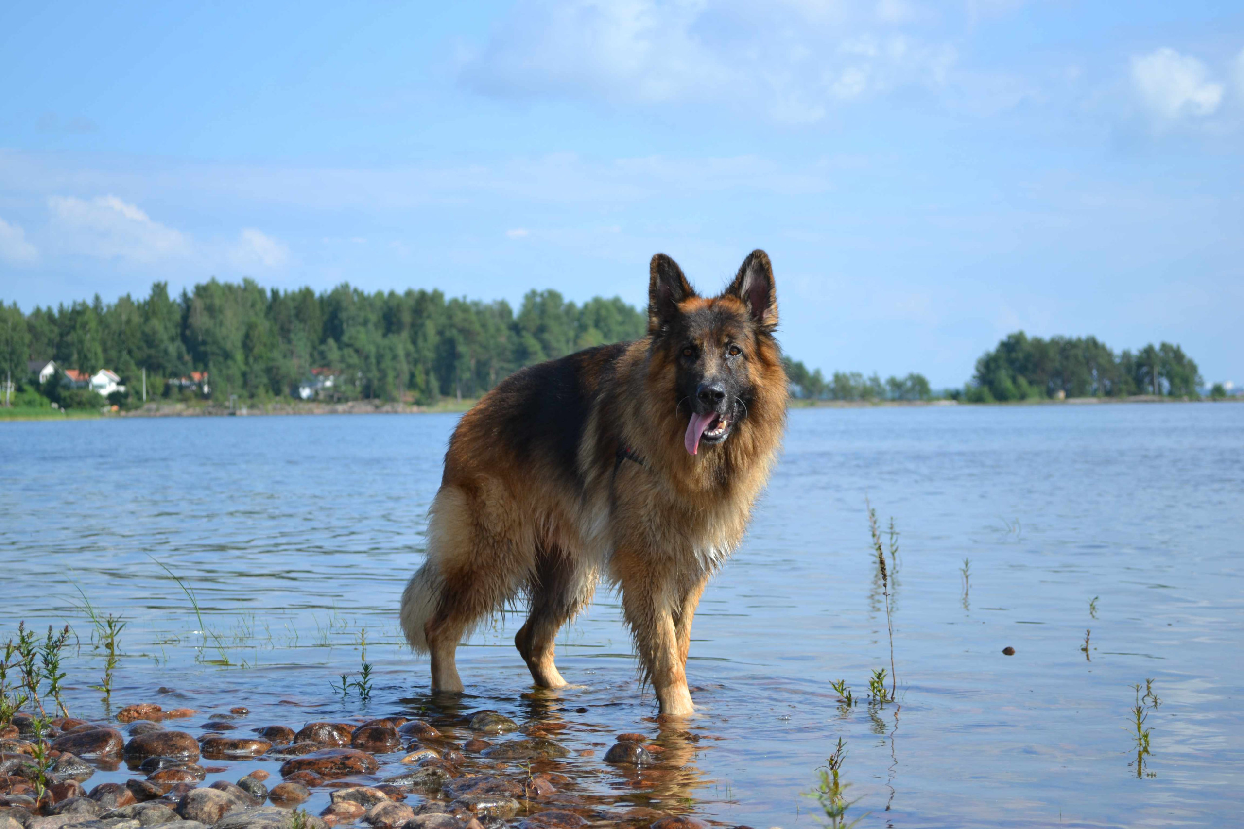 ein langhaariger Deutscher Schäferhund, steht im flachen Wasser eines Sees vor einer ruhigen Landschaft.