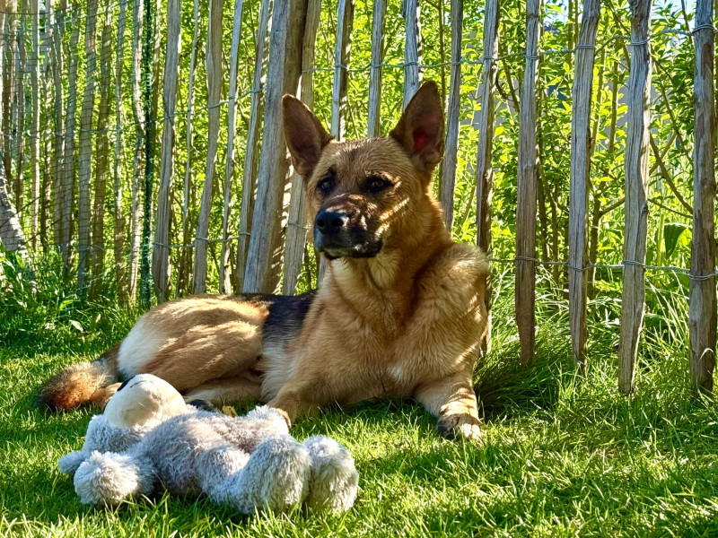 Gemeinsames Spiel zwischen Mensch & Hund will gelernt sein