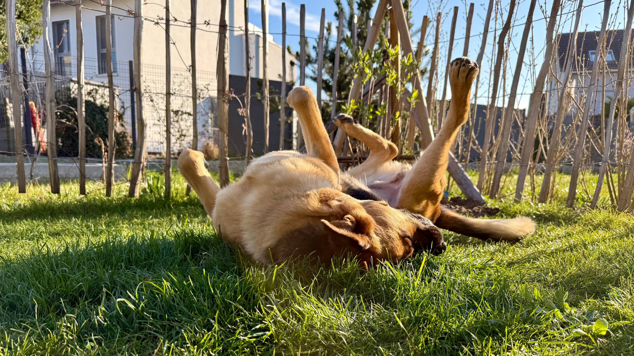 Deutscher Schäferhund rollt sich entspannt und verspielt auf dem Rücken im Garten.
