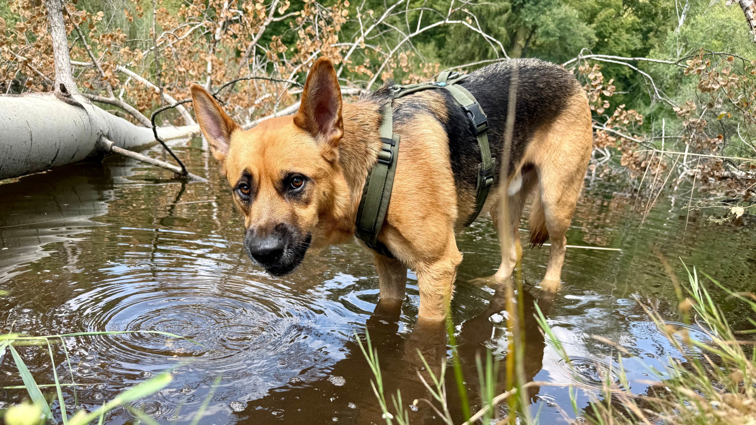 Deutscher Schäferhund steht im flachen Wasser und blickt aufmerksam in die Kamera.