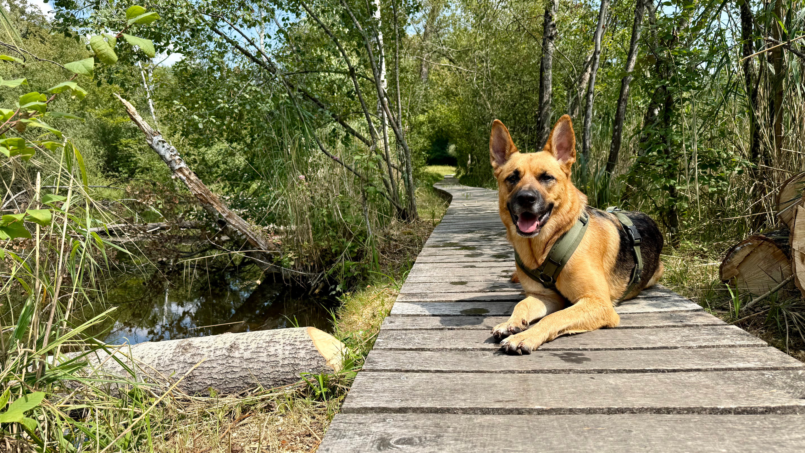 Deutscher Schäferhund liegt entspannt auf einem Holzsteg inmitten einer natürlichen Umgebung.