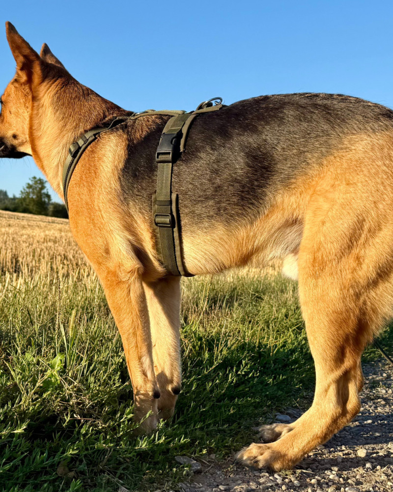 Stigmatisierung in der Hundewelt