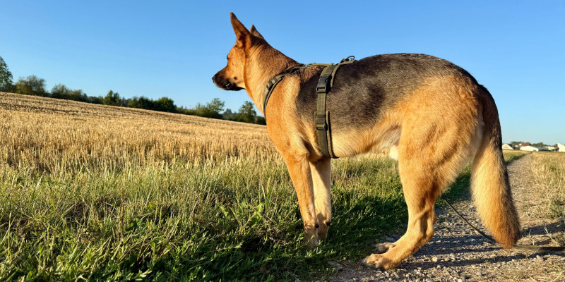 Stigmatisierung in der Hundewelt