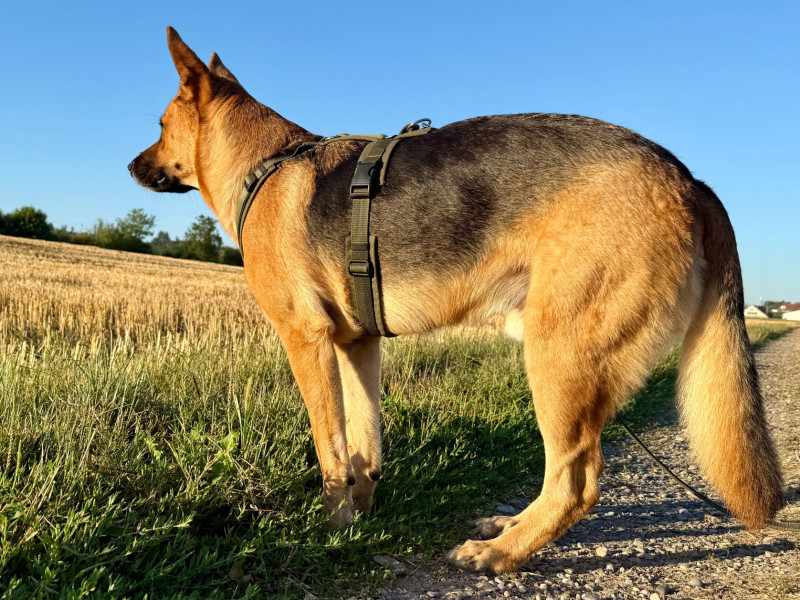 Stigmatisierung in der Hundewelt