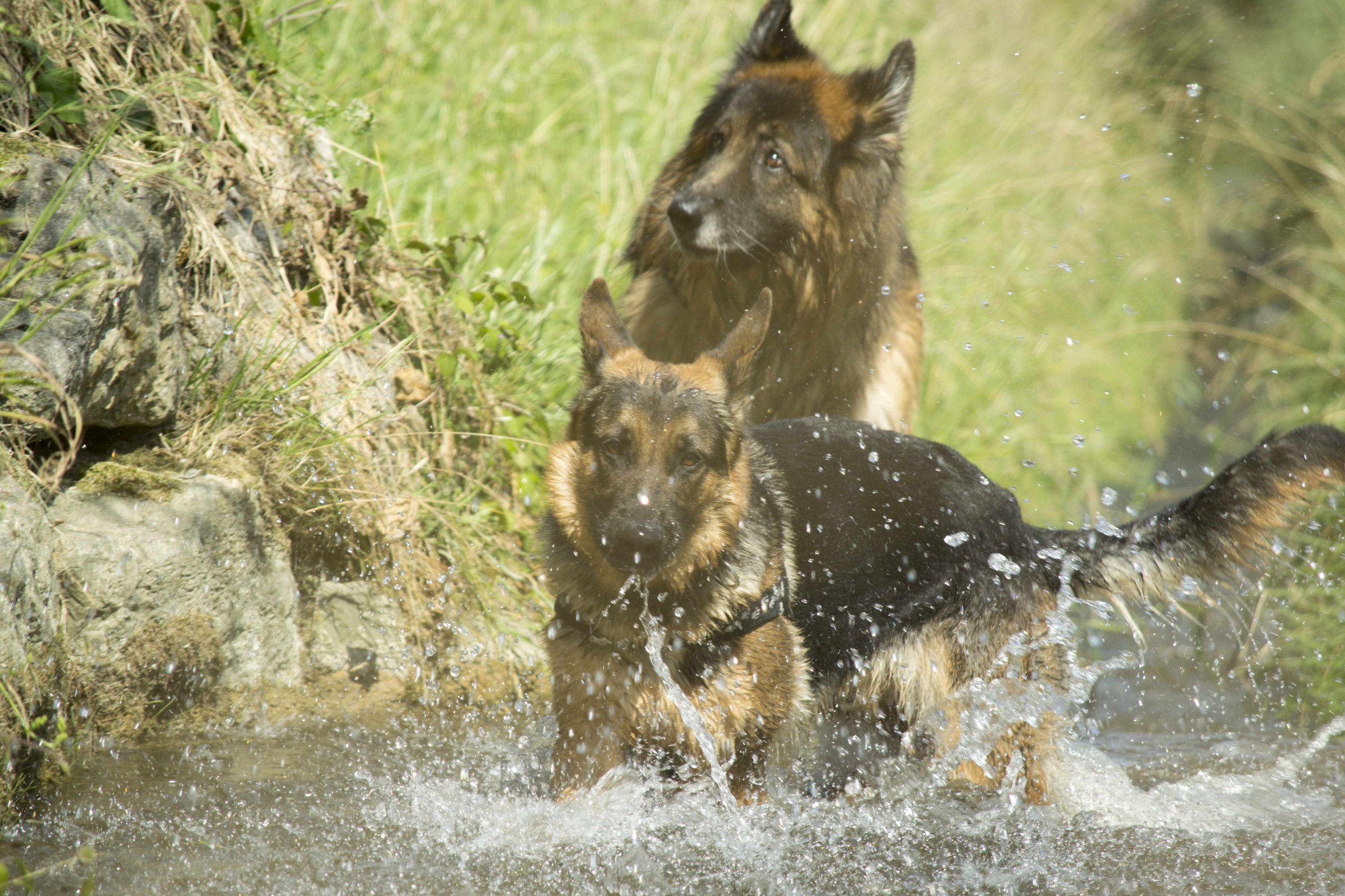 Ein deutscher Schäferhund läuft durch einen Bach, während ein Zweiter im Hintergrund im Wasser steht; Wasser spritzt um die beiden Deutschen Schäferhunde herum.